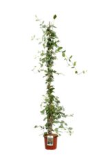 lonicera heckrotti gold flame