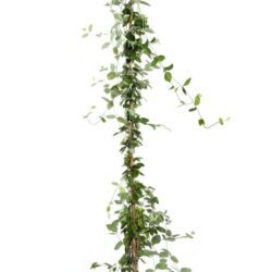 lonicera heckrotti gold flame