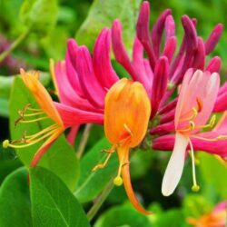 lonicera henryi 1