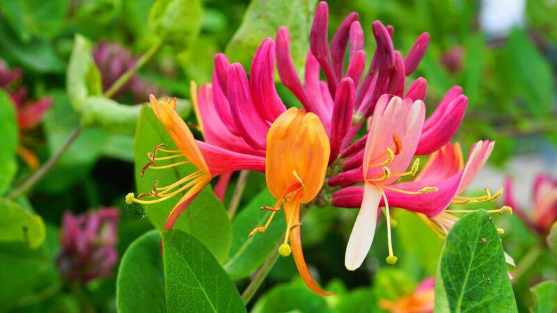 lonicera henryi 1 lonicera henryi 1