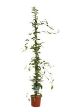 lonicera henryi