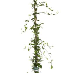 lonicera henryi