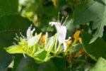 lonicera japonica halls prolific 1