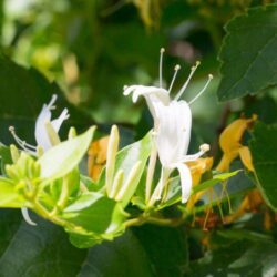 lonicera japonica halls prolific 1
