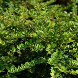 lonicera nitida 1