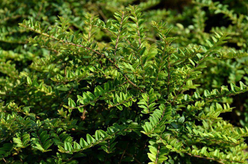 lonicera nitida 1 lonicera nitida 1