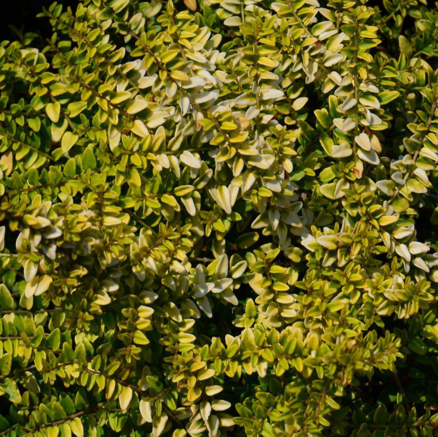 lonicera nitida baggesens gold 1 lonicera nitida baggesens gold 1