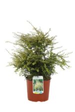 lonicera nitida baggesens gold