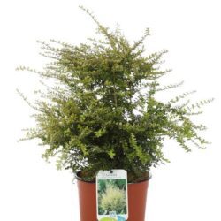 lonicera nitida baggesens gold