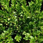 lonicera nitida maigrun 1