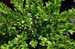 lonicera nitida maigrun 1