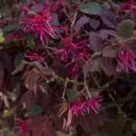 loropetalum chinensis black pearl 1
