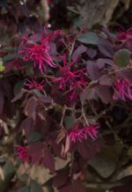 loropetalum chinensis black pearl 1