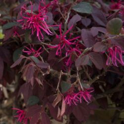 loropetalum chinensis black pearl 1