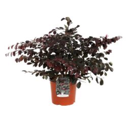 loropetalum chinensis black pearl