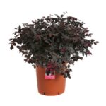 loropetalum chinensis black pearl 3