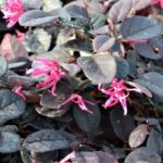 loropetalum chinensis dark red 1