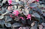 loropetalum chinensis dark red 1