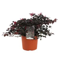 loropetalum chinensis dark red