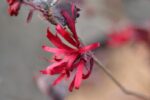 loropetalum chinensis ever red 1