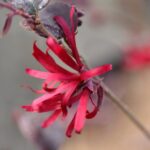 loropetalum chinensis ever red 1