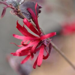 loropetalum chinensis ever red 1