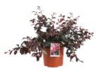 loropetalum chinensis ever red