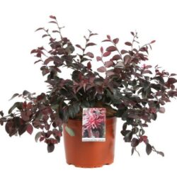 loropetalum chinensis ever red