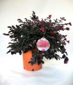 loropetalum chinensis ever red 3