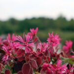 loropetalum chinensis fede 1