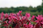 loropetalum chinensis fede 1