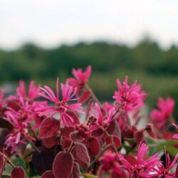 loropetalum chinensis fede 1