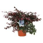 loropetalum chinensis fede