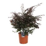 loropetalum chinensis fede 3