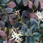 loropetalum chinensis ruby snow 1