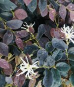 loropetalum chinensis ruby snow 1
