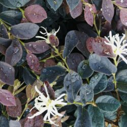 loropetalum chinensis ruby snow 1