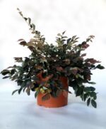 loropetalum chinensis ruby snow
