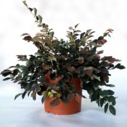 loropetalum chinensis ruby snow
