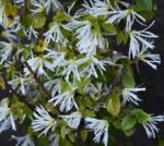 loropetalum chinensis snow dance 1