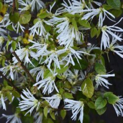 loropetalum chinensis snow dance 1