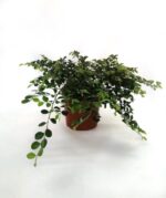 loropetalum chinensis snow dance