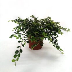 loropetalum chinensis snow dance