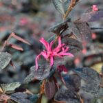 loropetalum chinensis tuscan red 1