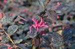 loropetalum chinensis tuscan red 1