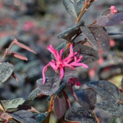 loropetalum chinensis tuscan red 1