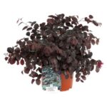 loropetalum chinensis tuscan red