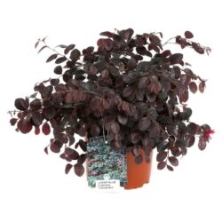 loropetalum chinensis tuscan red