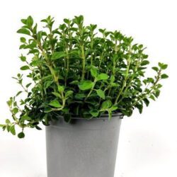 maggiorana origanum majorana