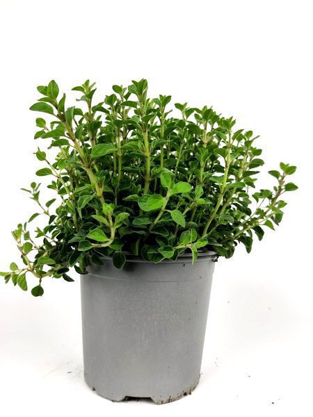 maggiorana origanum majorana